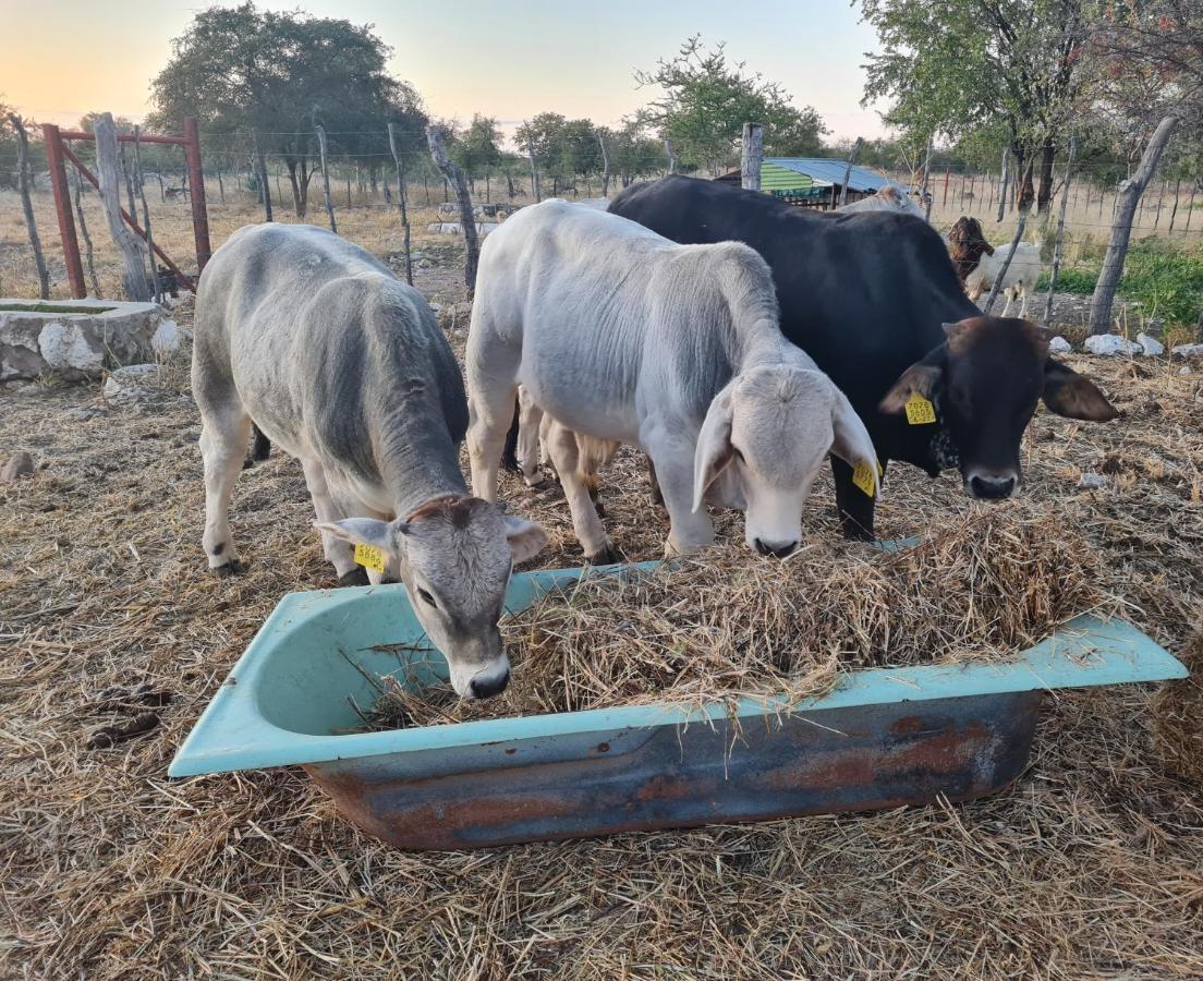 Tamboti Farm Accommodation Tsumeb Kültér fotó