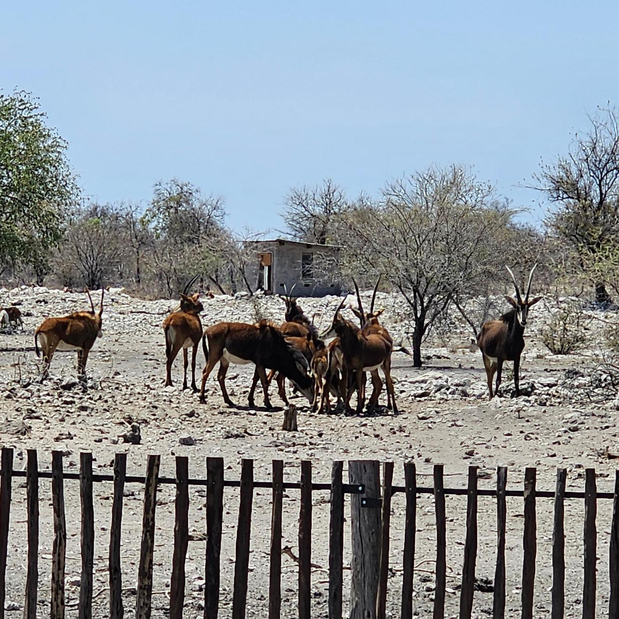 Tamboti Farm Accommodation Tsumeb Kültér fotó